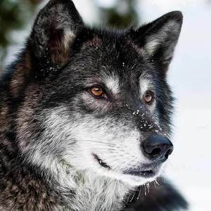Image d'un loup gris.