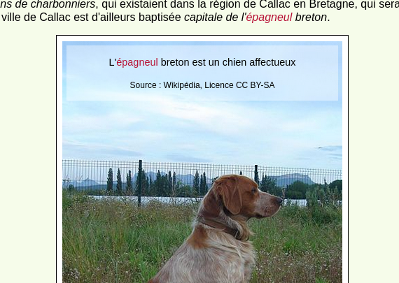 Épagneul breton — Wikipédia